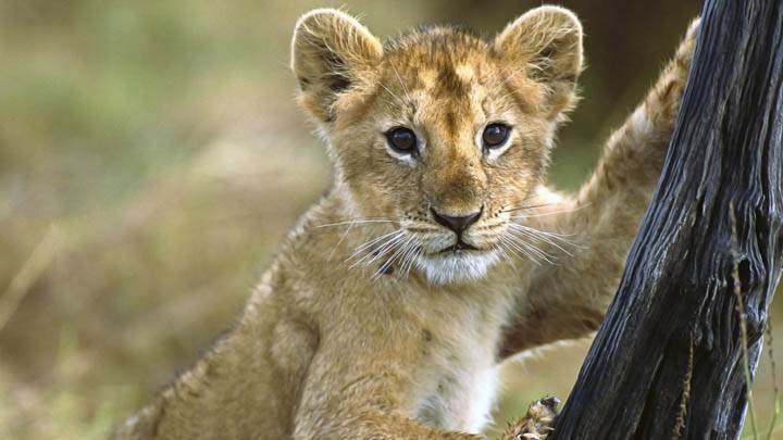 3 Month Old Baby Cheetah Looking At Camera