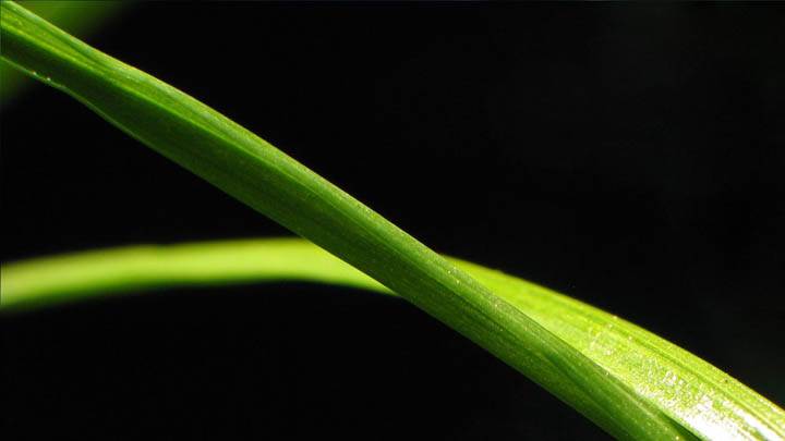 Green Flowers Leaves Closeup