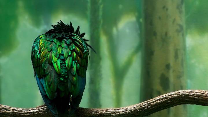 Colorful Owl Sitting On A Tree Branch