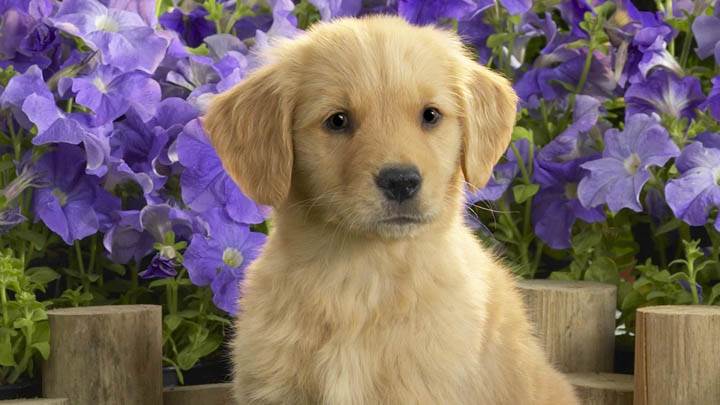 Golden Labrador Puppy And Purple Flowers