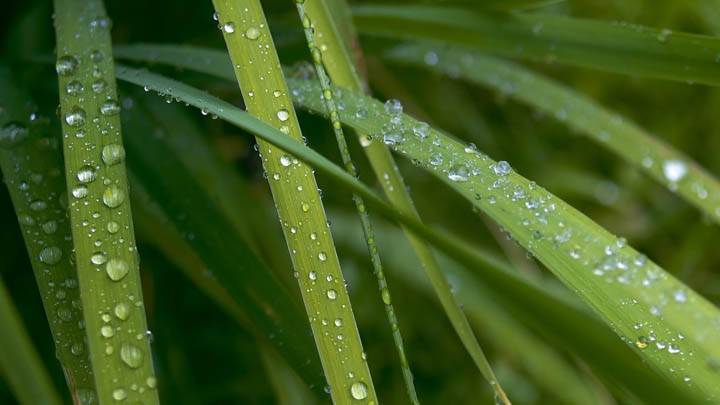 Rain Drops On Green Flower Leaves