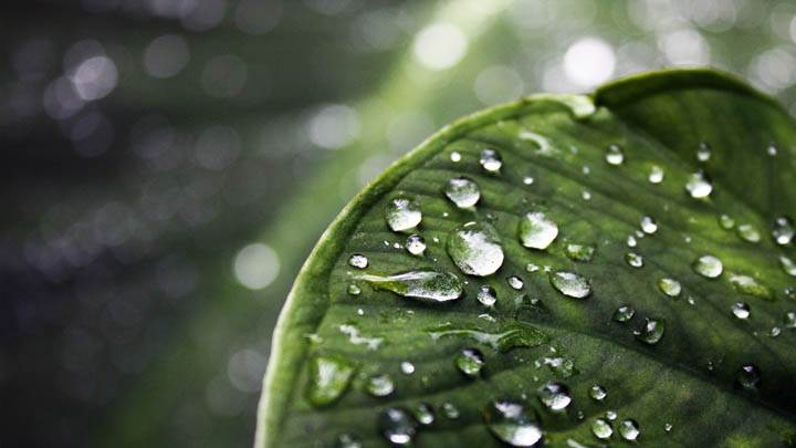 Water Drops On Green Leave