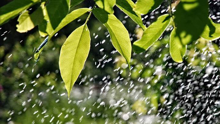 Rain And Green Leaves