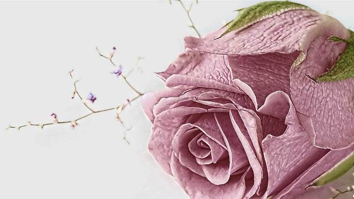 Old Pink Rose Closeup Pic