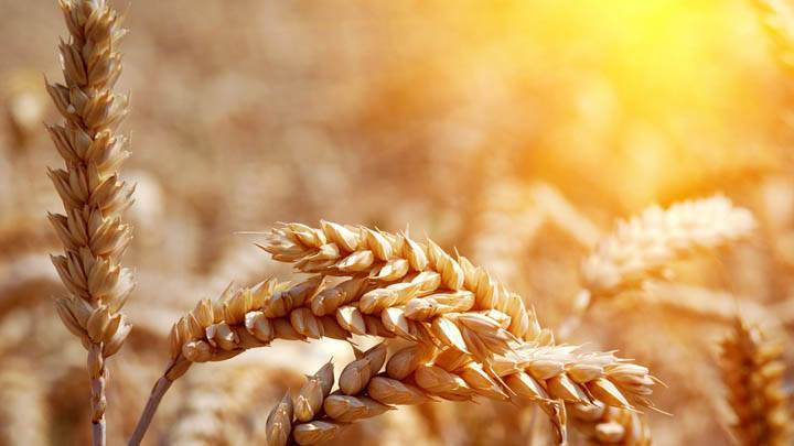 Awesom Wheat Wallpaper In Sunset