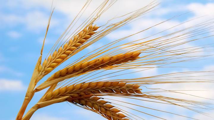 Wheat And Sky