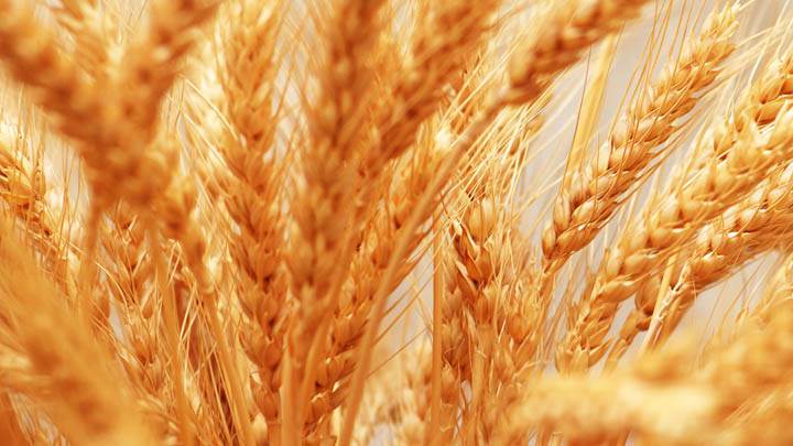 Wheat Closeup Picture