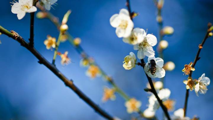 Bee On White Flowers