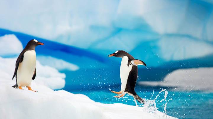 Gentoo Penguins Antarctica