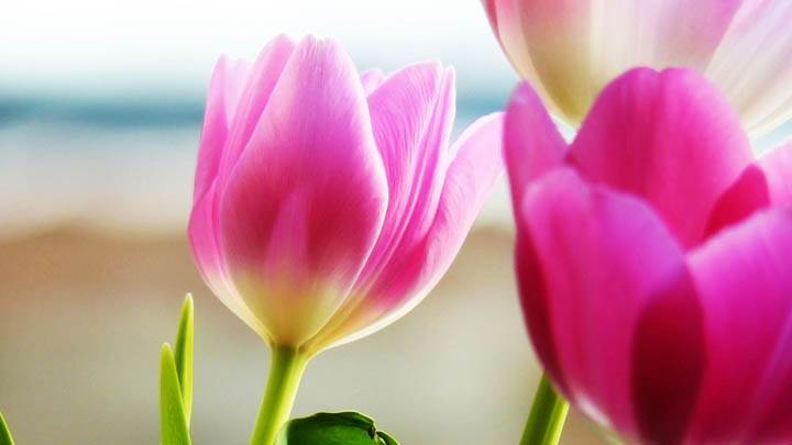 Pink Tulips Closeup Pic