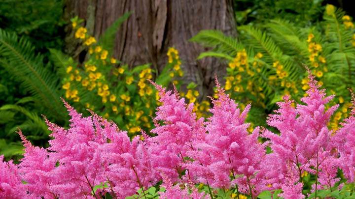 Astilbe Garden Washington