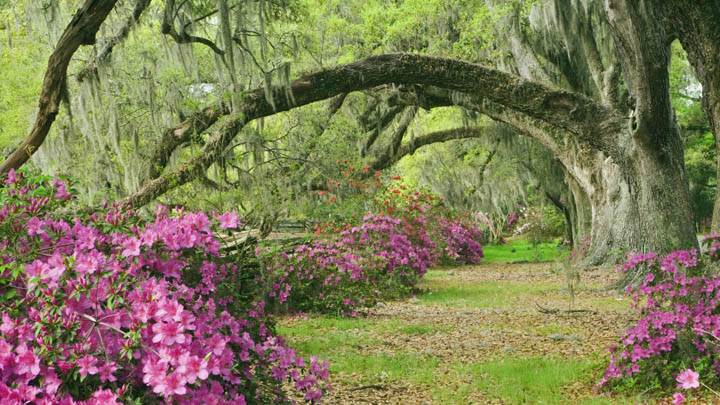 Azaleas and Live Oaks, Magnolia Plantation, South Carolina
