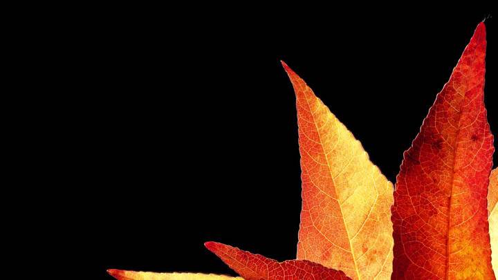 Backlit Leaves of an Ambertree, Duesseldorf, Germany