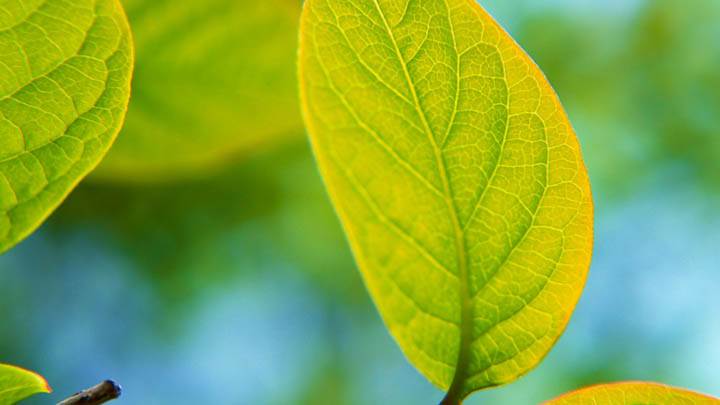 Banyan Leaves