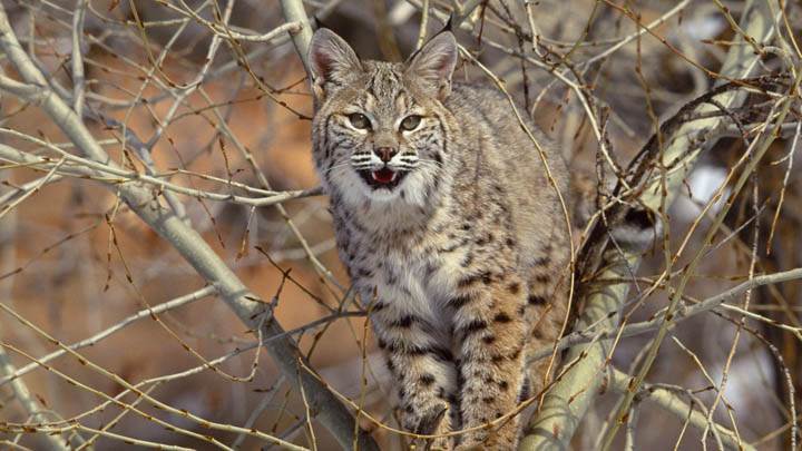 Bobcat in Tree
