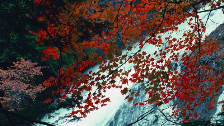 Branch of a beautiful tree on the bank of waterfall