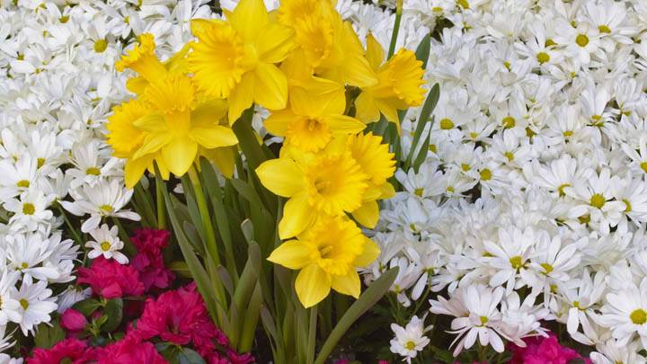 Brighton Narcissus And Daisy Flowers