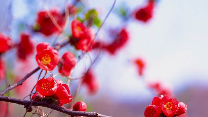 Bunches of Small Red Flowers