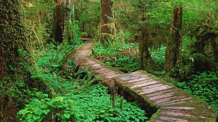 Carmanah Valley Vancouver Island British Columbia Canada