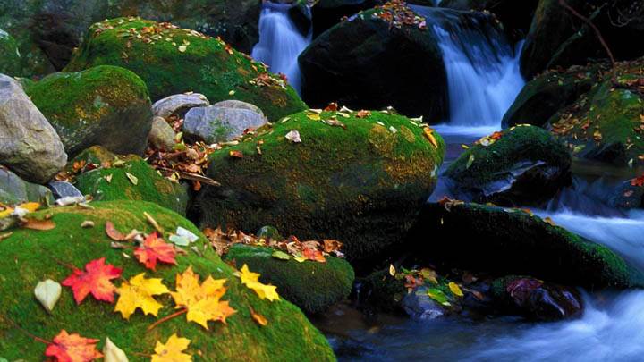 Cascade And Autumn Leaves Great Smoky Mountains National Park Tennessee