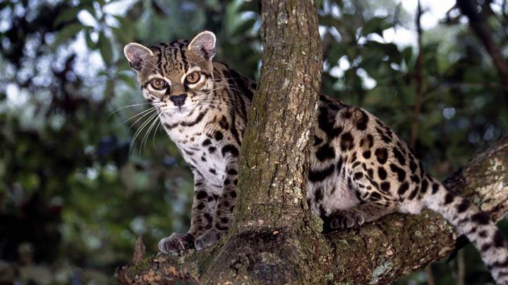 Cat Sitting on a Tree