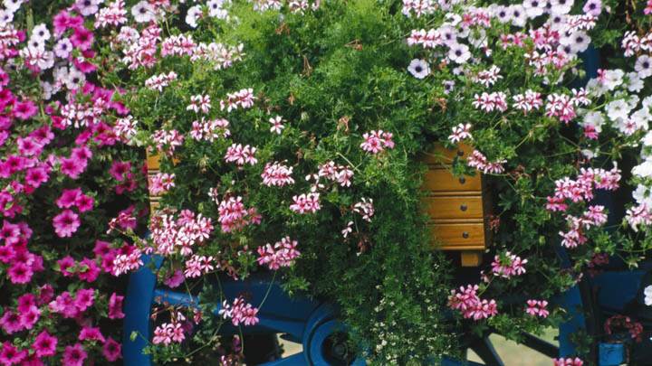 Colorful Flower Cart