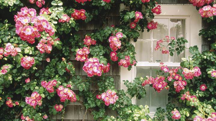 Country Cottage, Nantucket, Massachusetts