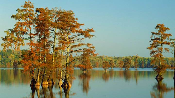 Cypress Trees Bathed In Morning Light Horseshoe Lake Illinois