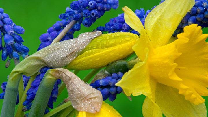 Daffodils and Hyacinth