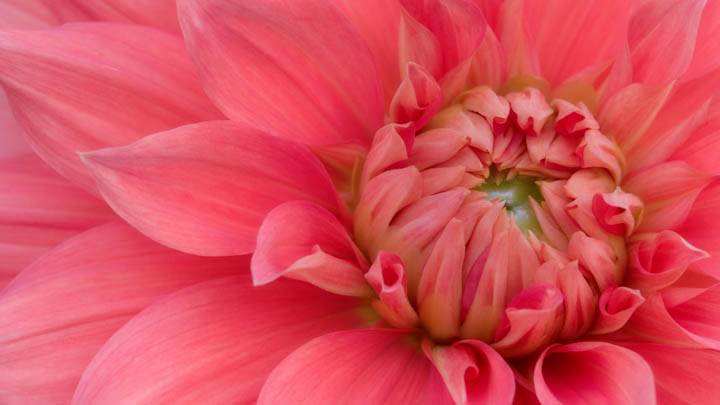 Delectable Dahlia