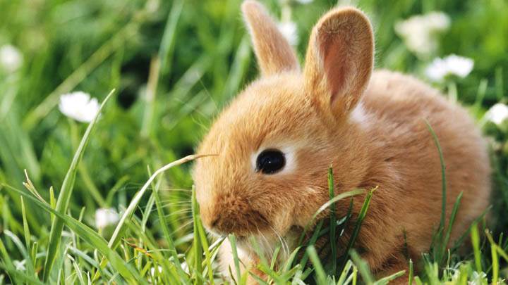 Dwarf Rabbit
