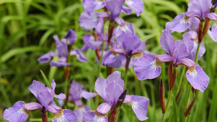 Flowering Irises