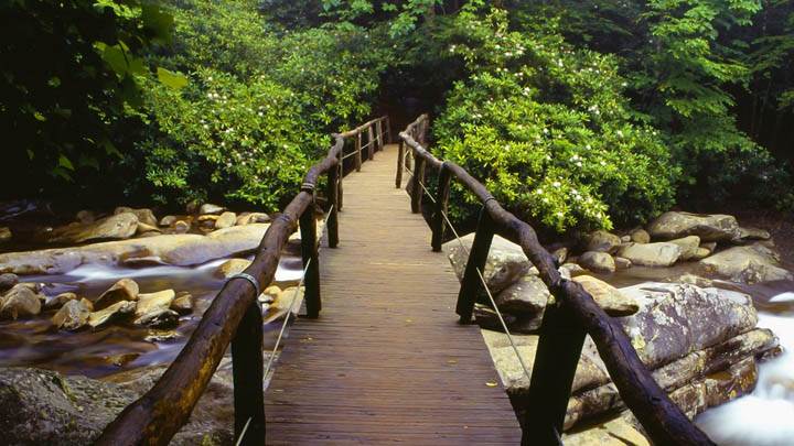 Footbridge and Rhododendrons, Great Smoky Mountains National Park, Tennessee