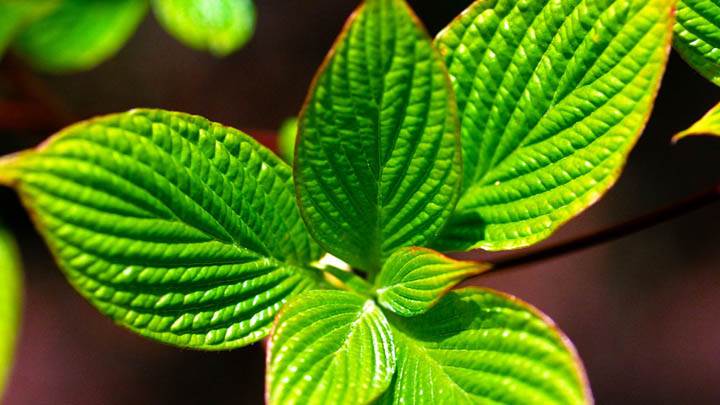 Formation of new leaves
