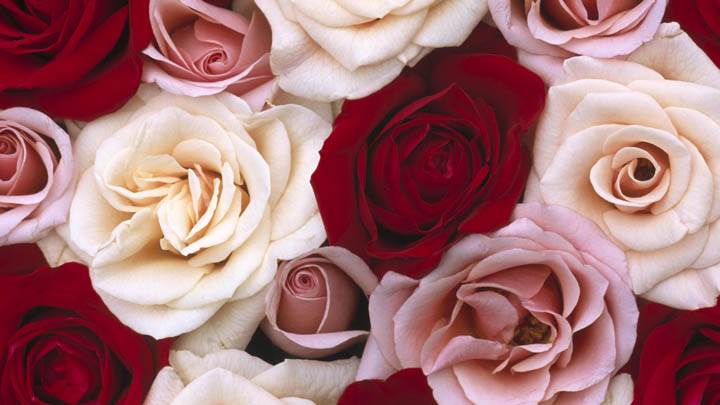 Fragrant Roses
