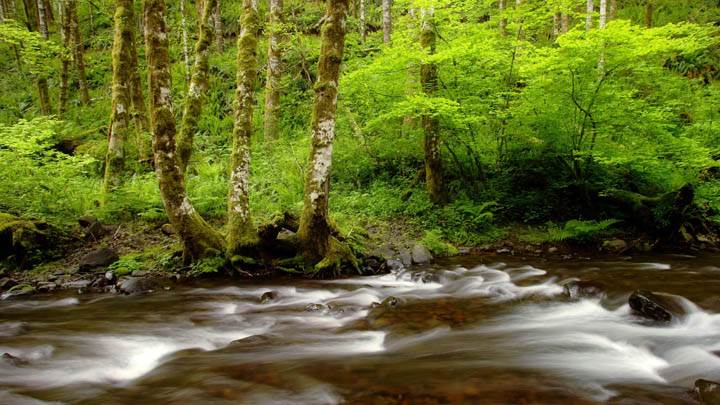 Gales Creek, Tillamook State Forest, Oregon