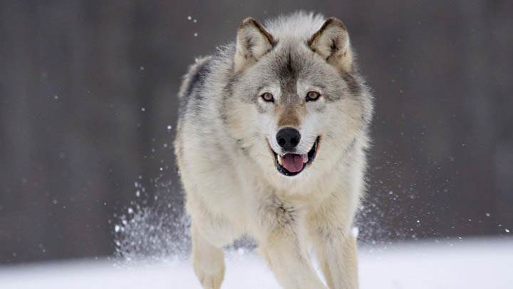 Gray Wolf, Minnesota