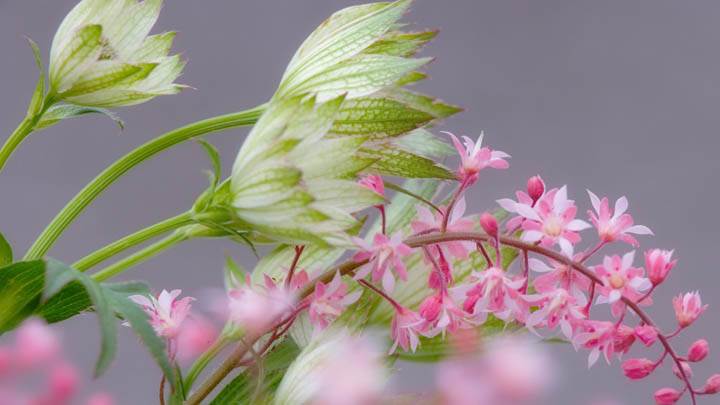 Heucherella & Astrantia