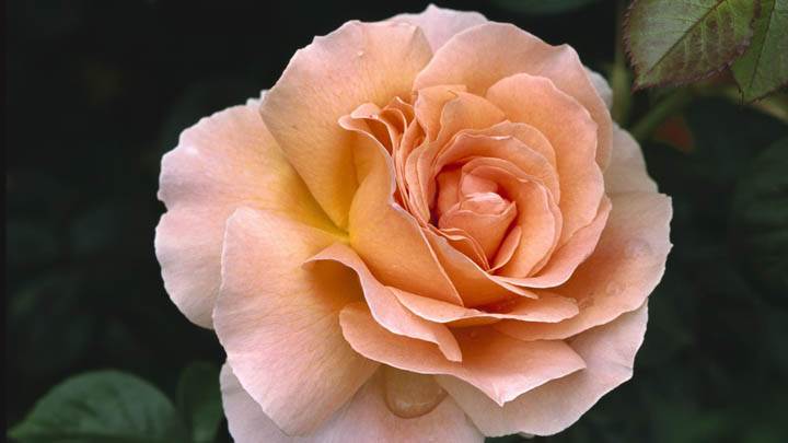 Hybrid Tea Rose