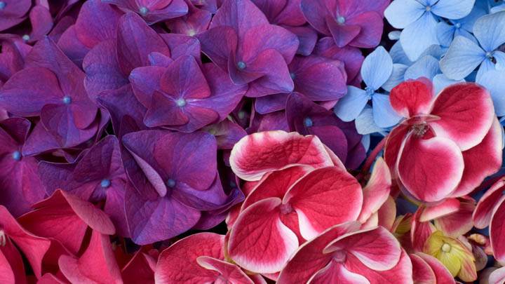Hydrangea Blossoms