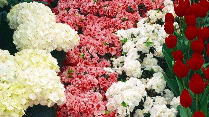 Hydrangeas Azaleas Tulips And Cinerarias