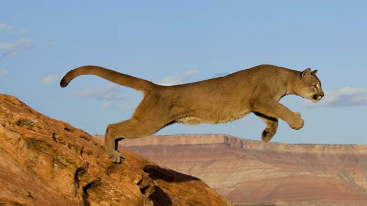 Leaping Mountain Lion