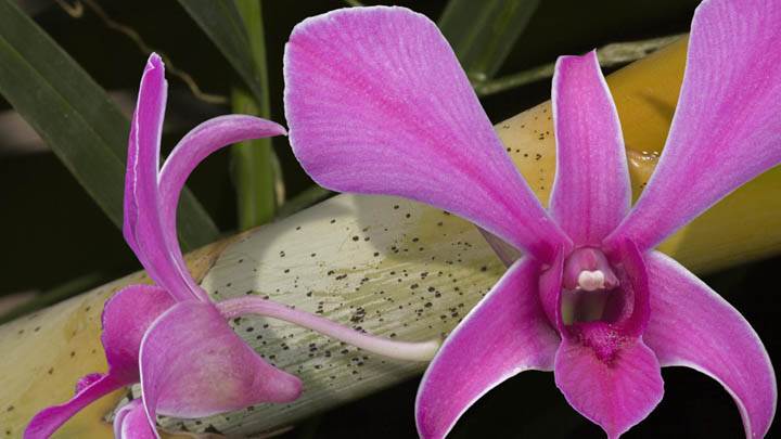 Lim Chong Orchid