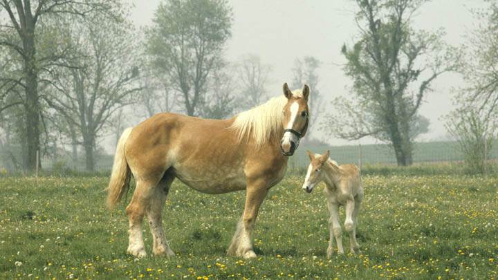 Mare and Foal