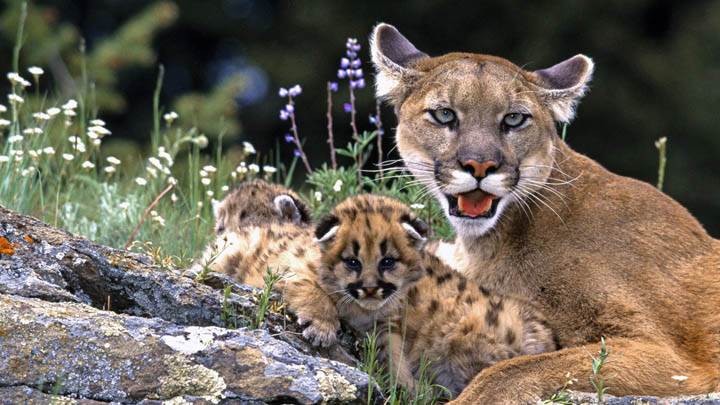 Mountain Lion With Cub