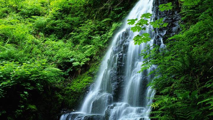 Movement in Nature, Oregon