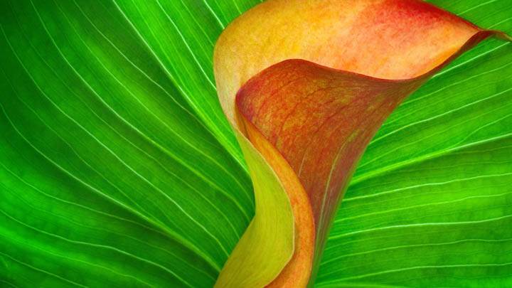 Orange Calla Lily