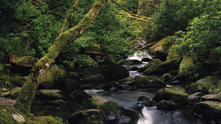 Owengarriff River, Killarney National Park, County Kerry, Ireland