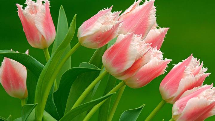Parrot Tulips