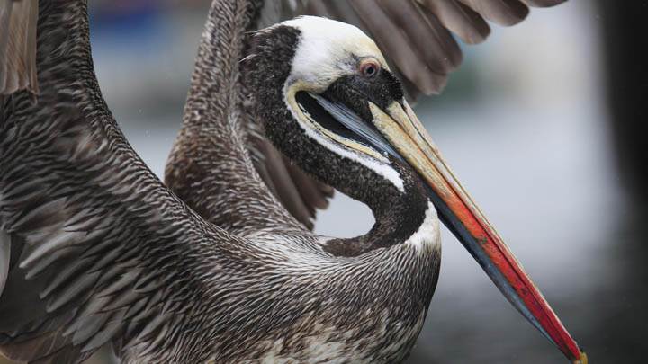 Peruvian Pelican